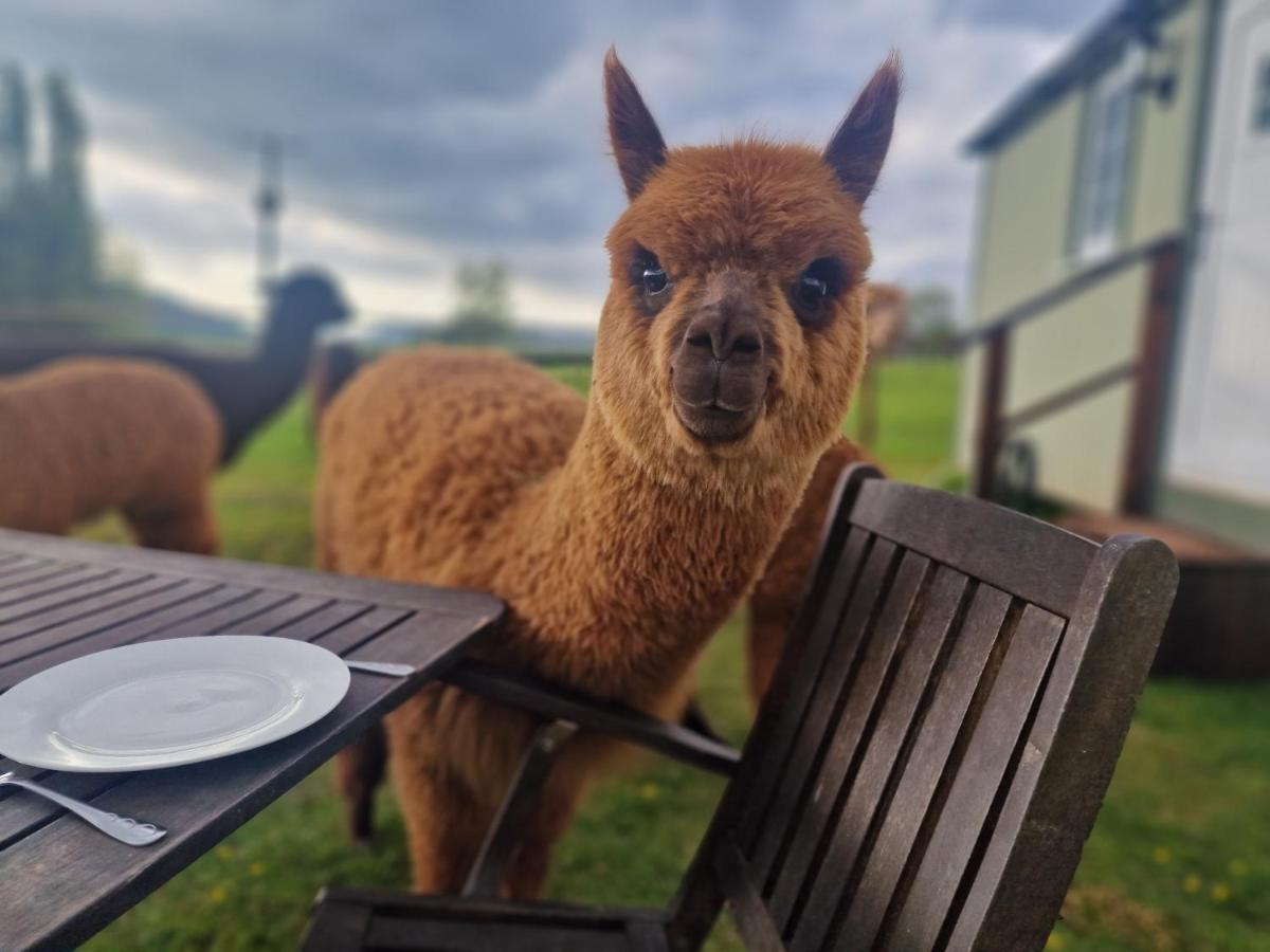 Cwtch Glamping Shepherds Huts 阿伯加文尼 外观 照片