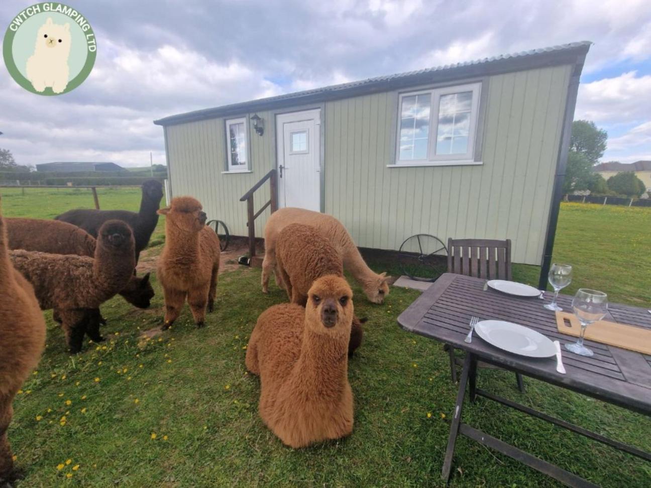 Cwtch Glamping Shepherds Huts 阿伯加文尼 外观 照片